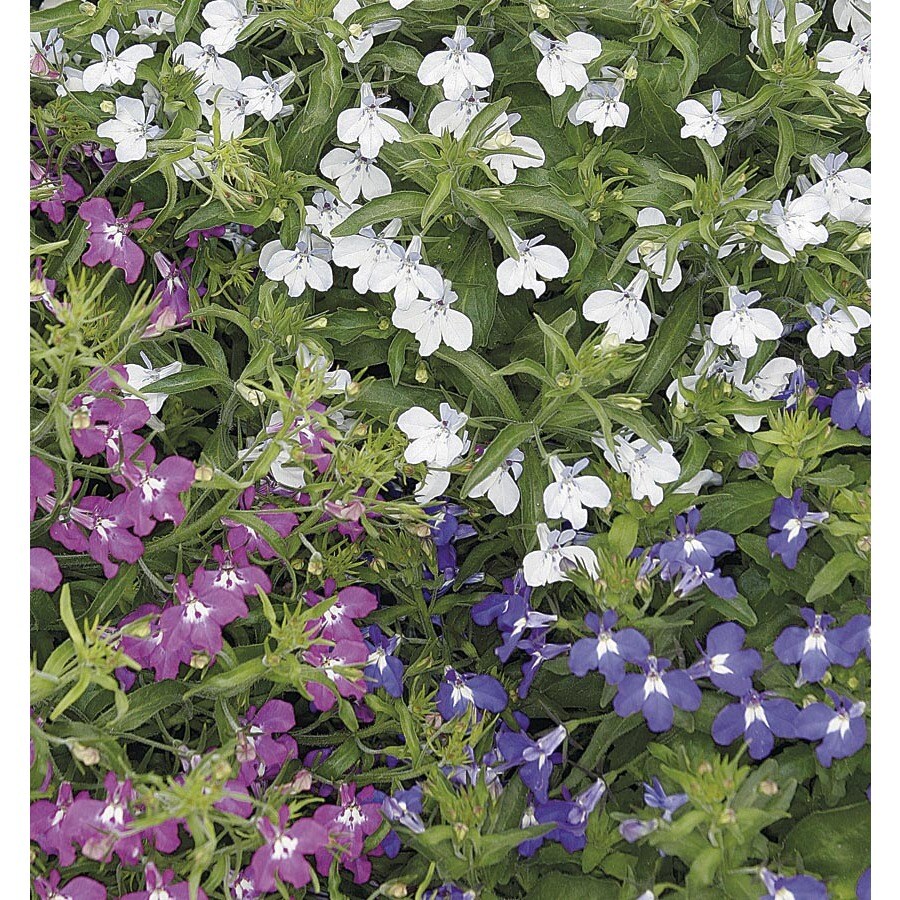 0.5Flat Multicolor Lobelia in Tray (L9900) in the Annuals department at