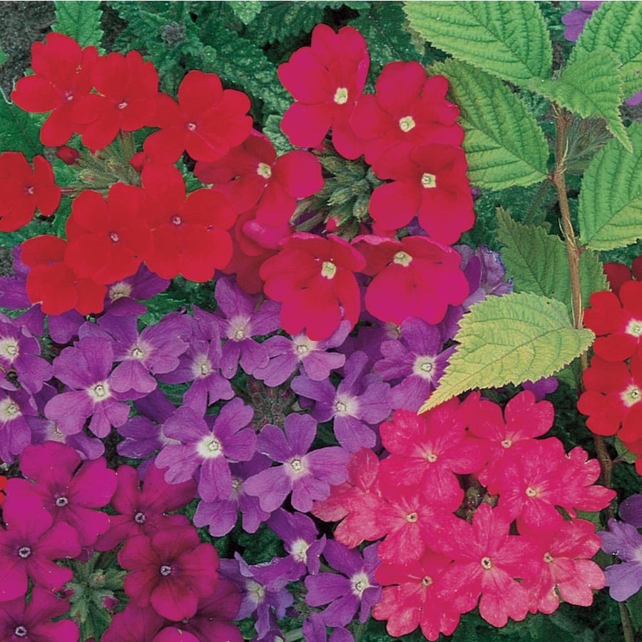 1-Gallon in Pot Verbena (L9969)