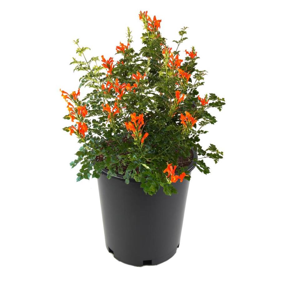 3.25-Gallon Potted Esperanza (L9986) at Lowes.com