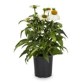 2.5-Quart in Pot Coneflower (L5556)