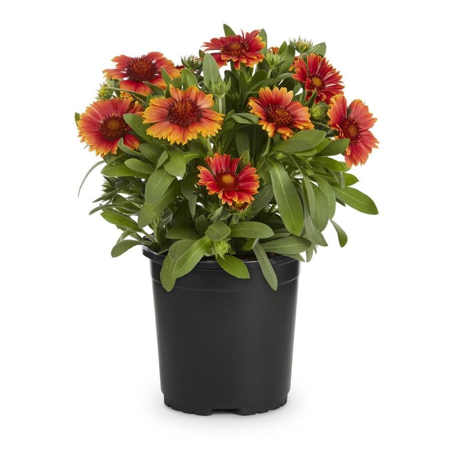 mesa bicolor blanket flower