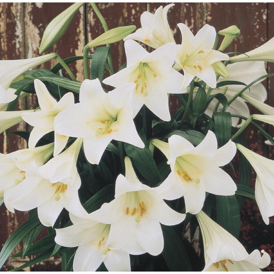  NURSERY Easter Lily
