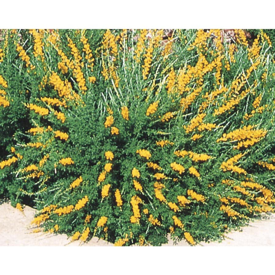 outdoor broom for leaves
