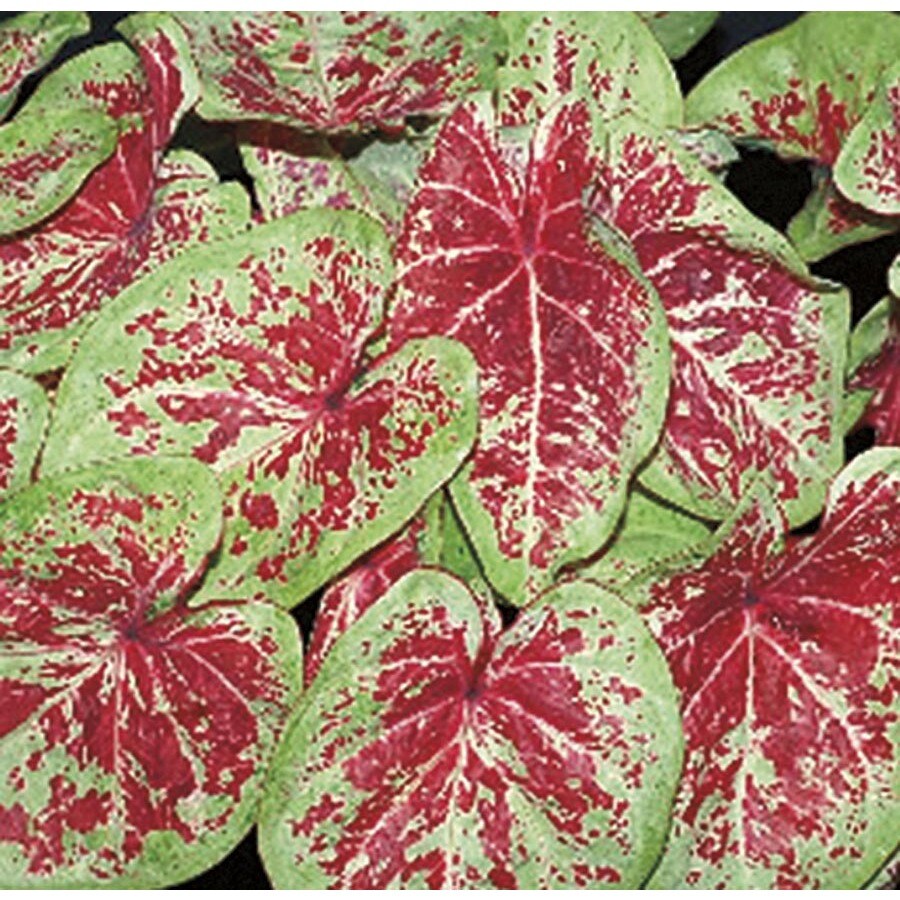 Monrovia 1-Gallon Raspberry Moon Caladium in (L22072) at Lowes.com