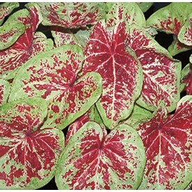 Plants Planters At Lowesforpros Monrovia 1 Gallon Raspberry Moon Caladium L22072