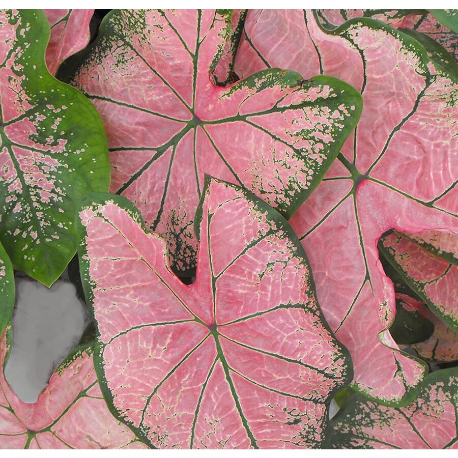 1-Gallon Insignificant Pink Splash Caladium (L24185) at Lowes.com