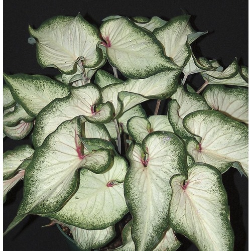 2.5-Quart White Wonder Caladium (L23964) at Lowes.com