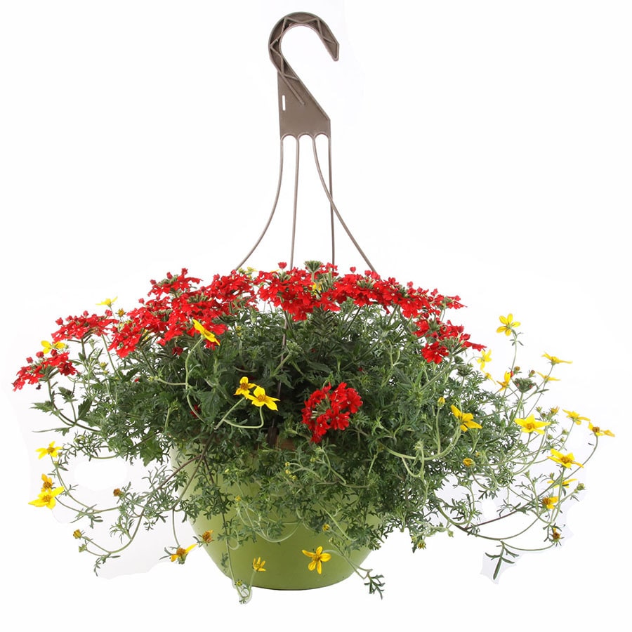 2-Gallon Multicolor Mixed Annuals Combinations in Hanging Basket at ...