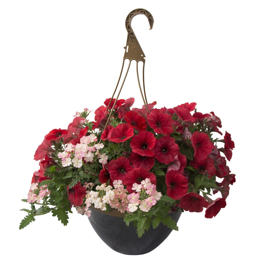 2-Gallon Multicolor Mixed Annuals Combinations in Planter