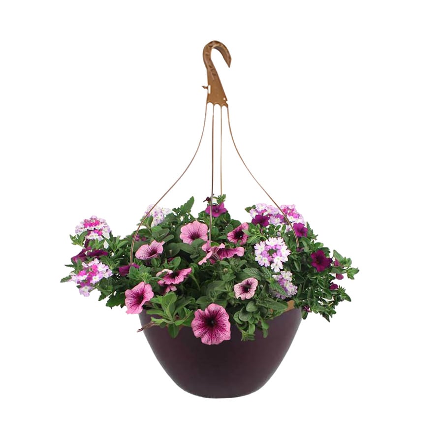 2-Gallon Multicolor Mixed Annuals Combinations in Hanging Basket at ...