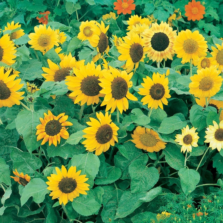 2.5-Quart Yellow Sunflower in Pot (L11281) at Lowes.com