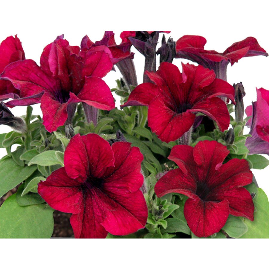 2.35-Quart Red Petunia in Pot (L17355)