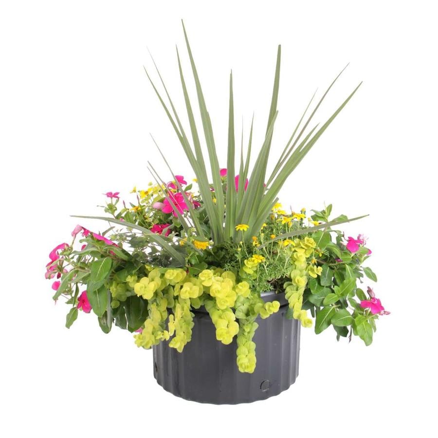 2.5Gallon Multicolor Mixed Annuals Combinations in Pot at