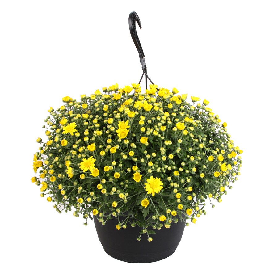 1.5Gallon Yellow Mum in Hanging Basket (L17375) at