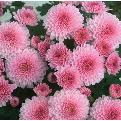 1.64Pint Pink Pink Mum in Pot (L17723) at