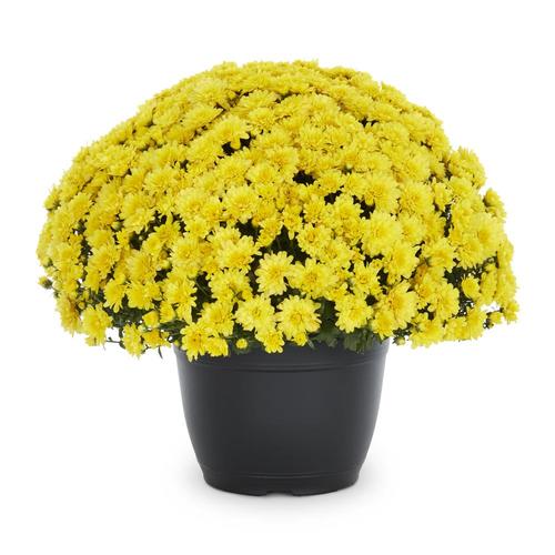 1.75Gallon Yellow Yellow Mum in Planter (L7453) at