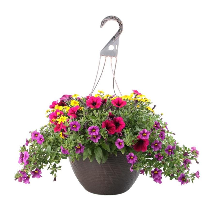 Lowes Annual Flowers For Sale / How To Choose Annuals Delivery