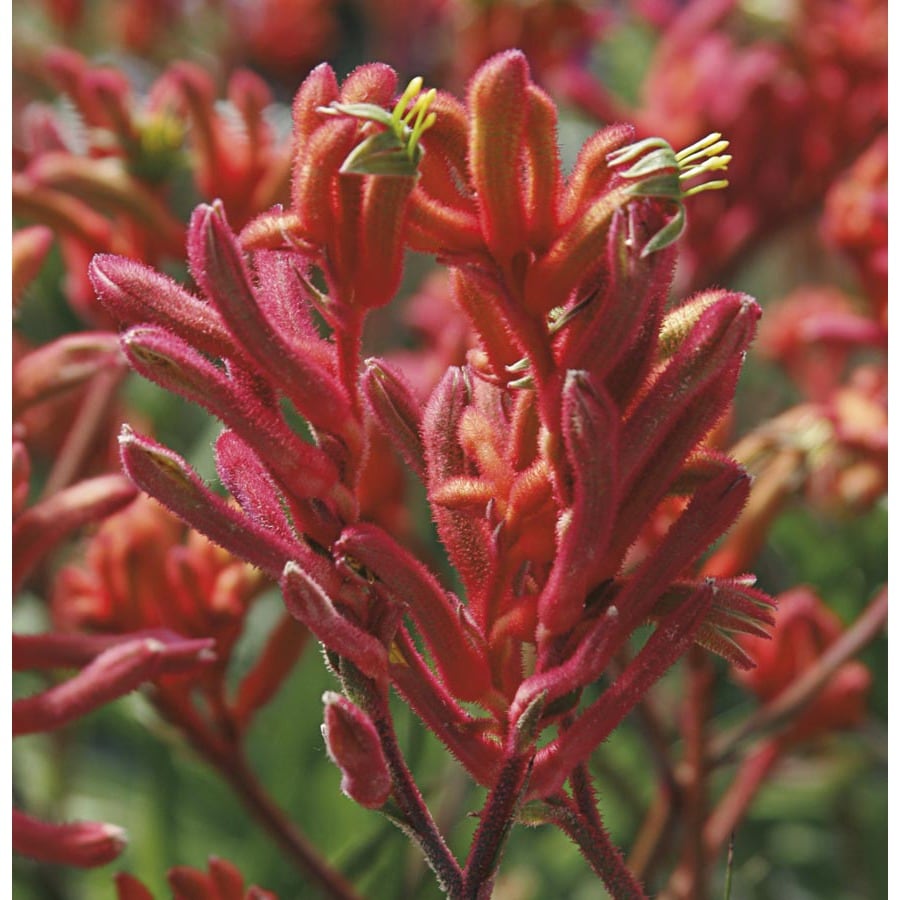 in Kangaroo Paw (Lw00490)