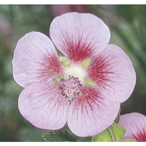 2-Gallon in Pot Cape Mallow (L4286) in the Perennials ...