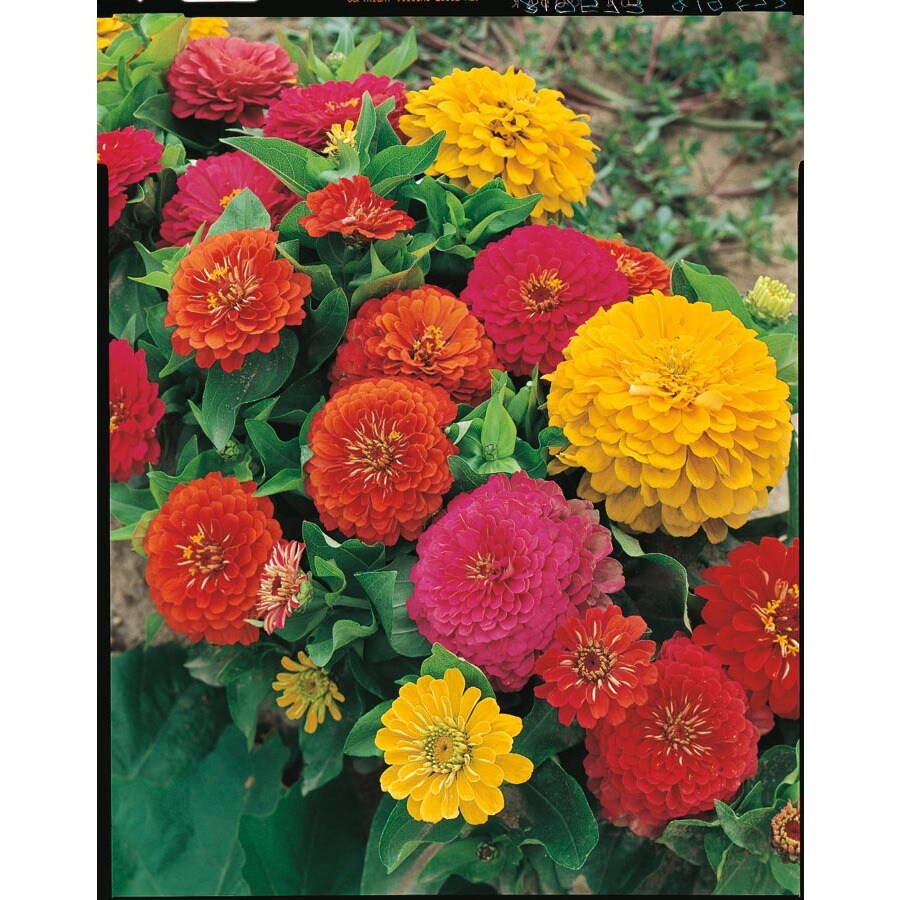 1.25Quart Multicolor Zinnia in Pot (L6859) at