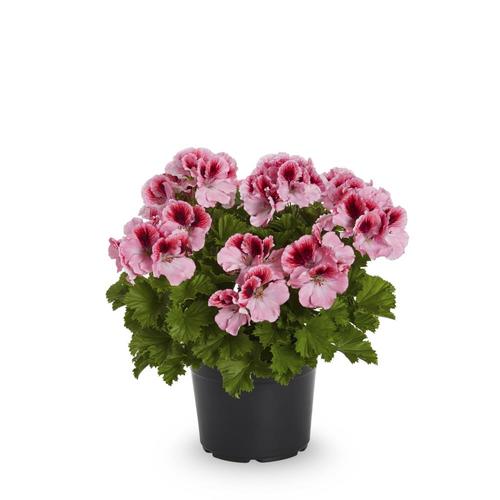 2.5-Quart Multicolor Regal Geranium in Pot (L9583) in the Annuals ...