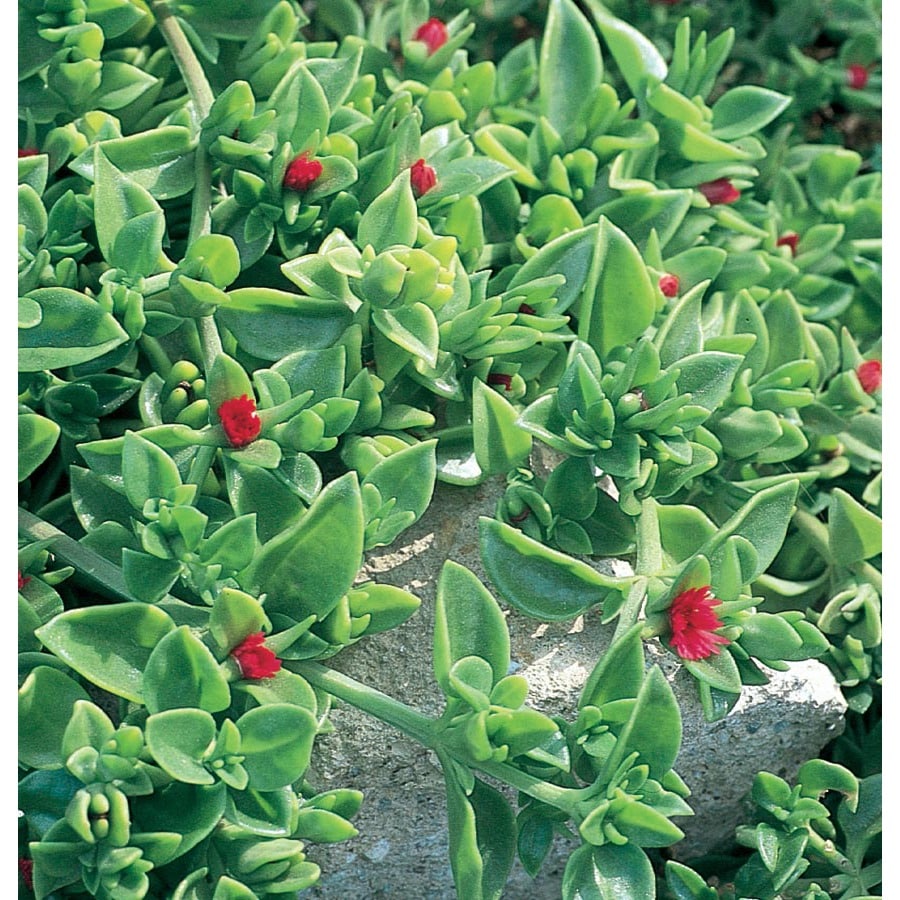 Baby Sun Rose in Tray (L10441) in the Ground Cover department at Lowes.com