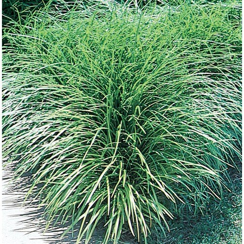 Mondo Grass in Tray (L4050) in the Ground Cover department at Lowes.com