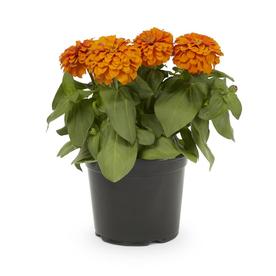 2.5-Quart Pot Zinnia (L6859)