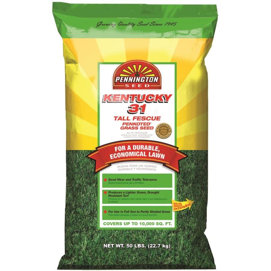 fescue grass seed