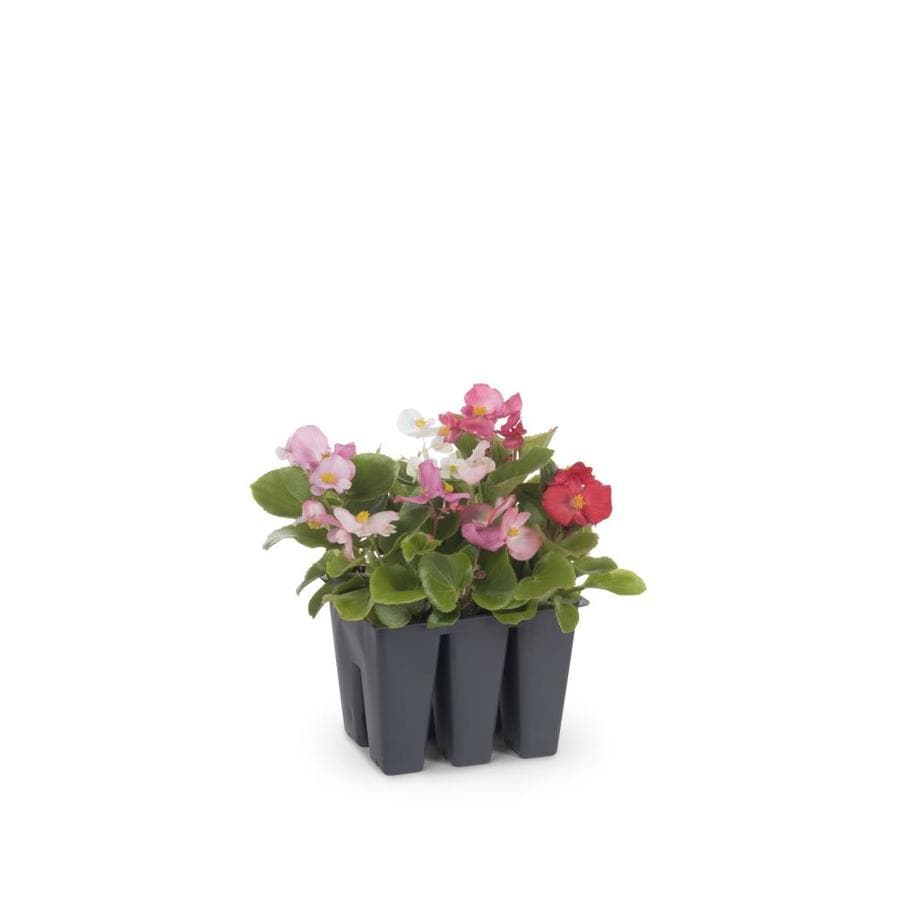 6-Pack Multicolor Begonia in Tray (L6589) at Lowes.com