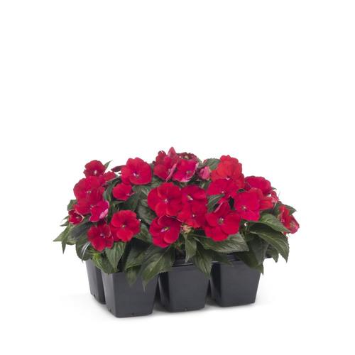 6-Pack Multicolor Sunpatiens in Tray (L21670) in the Annuals department ...