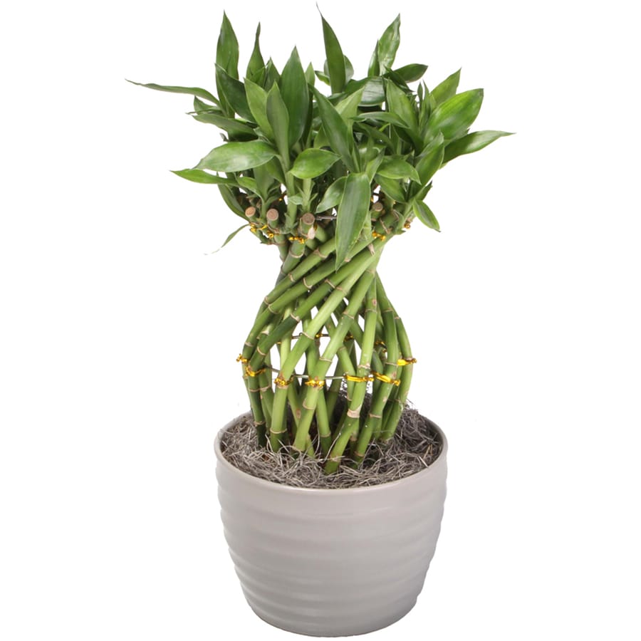 1 25 Quart Green Lucky Bamboo in Wood and Ceramic Planter 