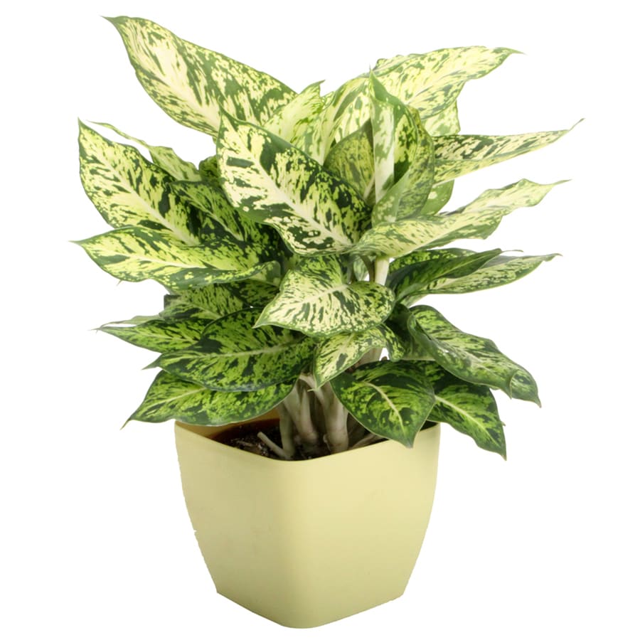 Dieffenbachia Sparkles In 1 25 Quart Green Square Mod Pot At Lowes Com   022532008255 