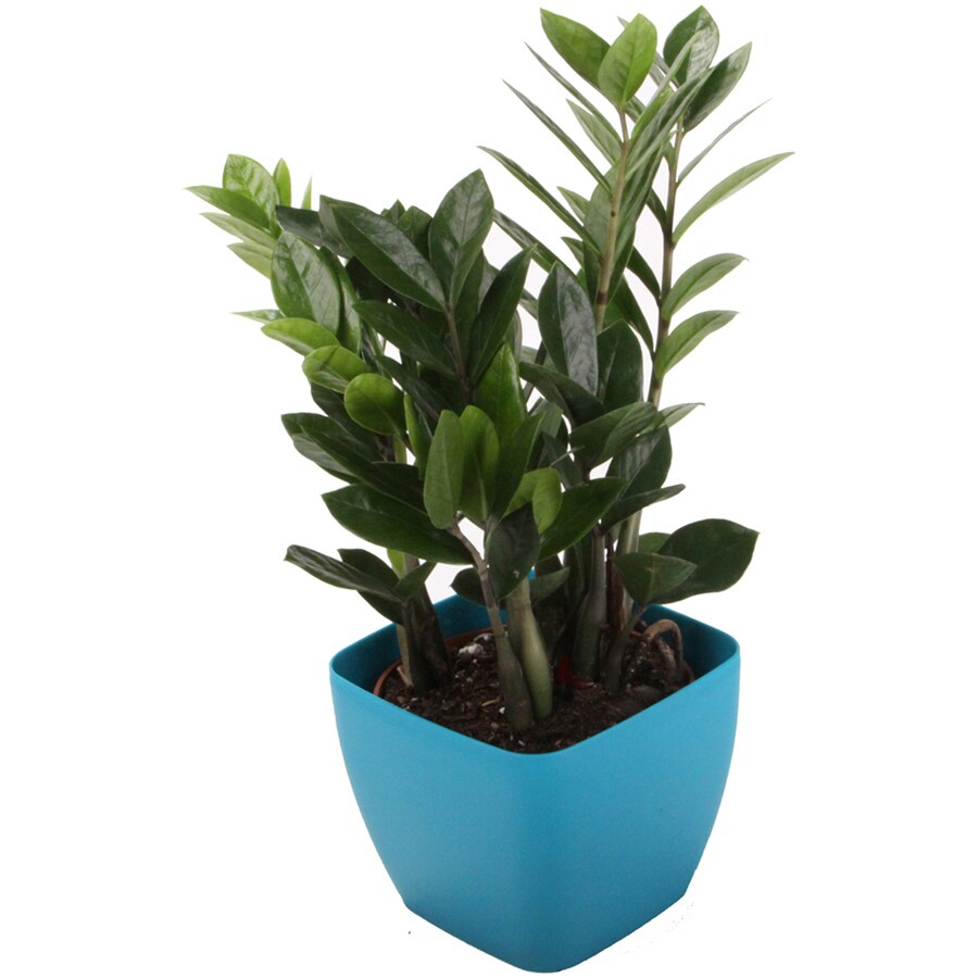 1.25 Quart Zamioculcas in Planter in the House Plants