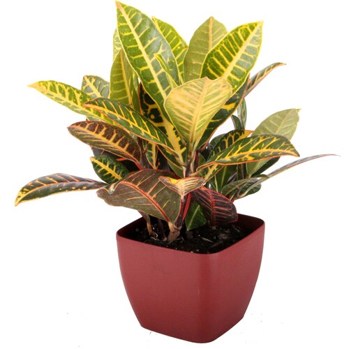 1.25 Quart Croton Petra in Planter in the House Plants department at ...