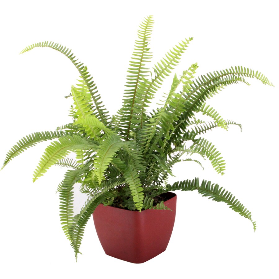 1.25 Quart Kimberly Queen Fern in Planter at Lowes.com