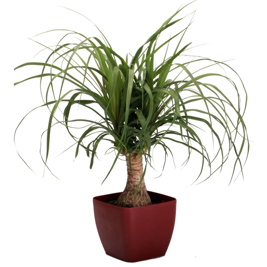 1 25 Quart Ponytail Palm In Planter At Lowes Com