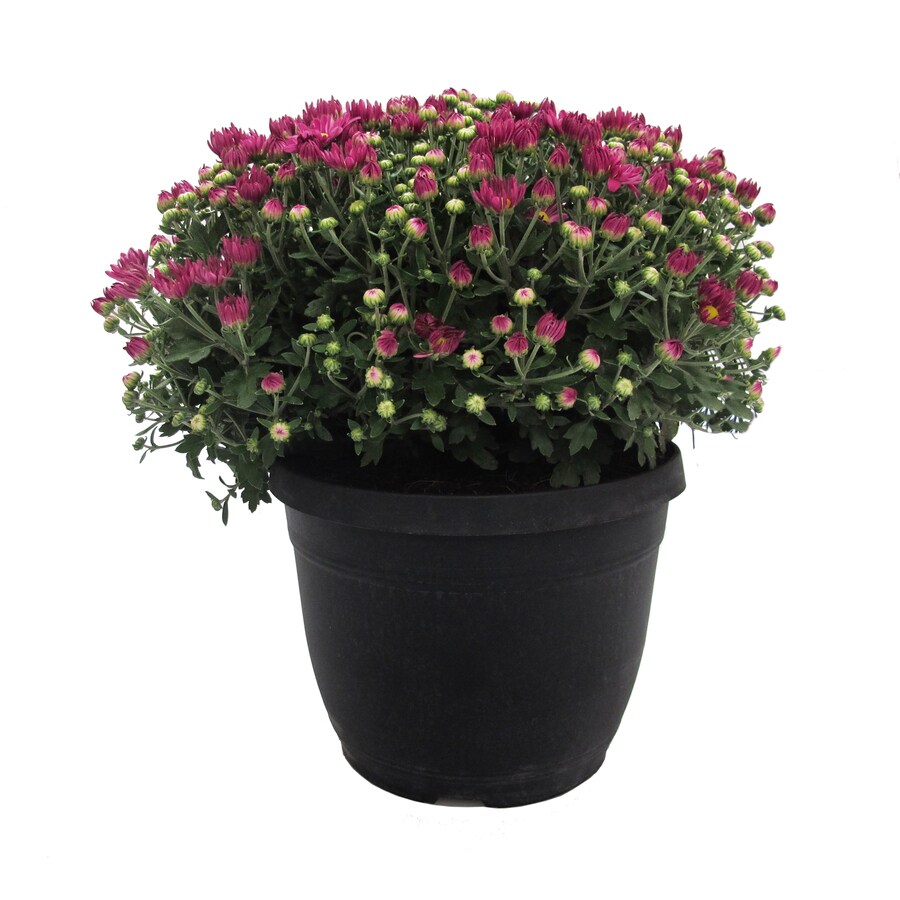 1.5-Gallon Multicolor Mum in Pot (L17375)