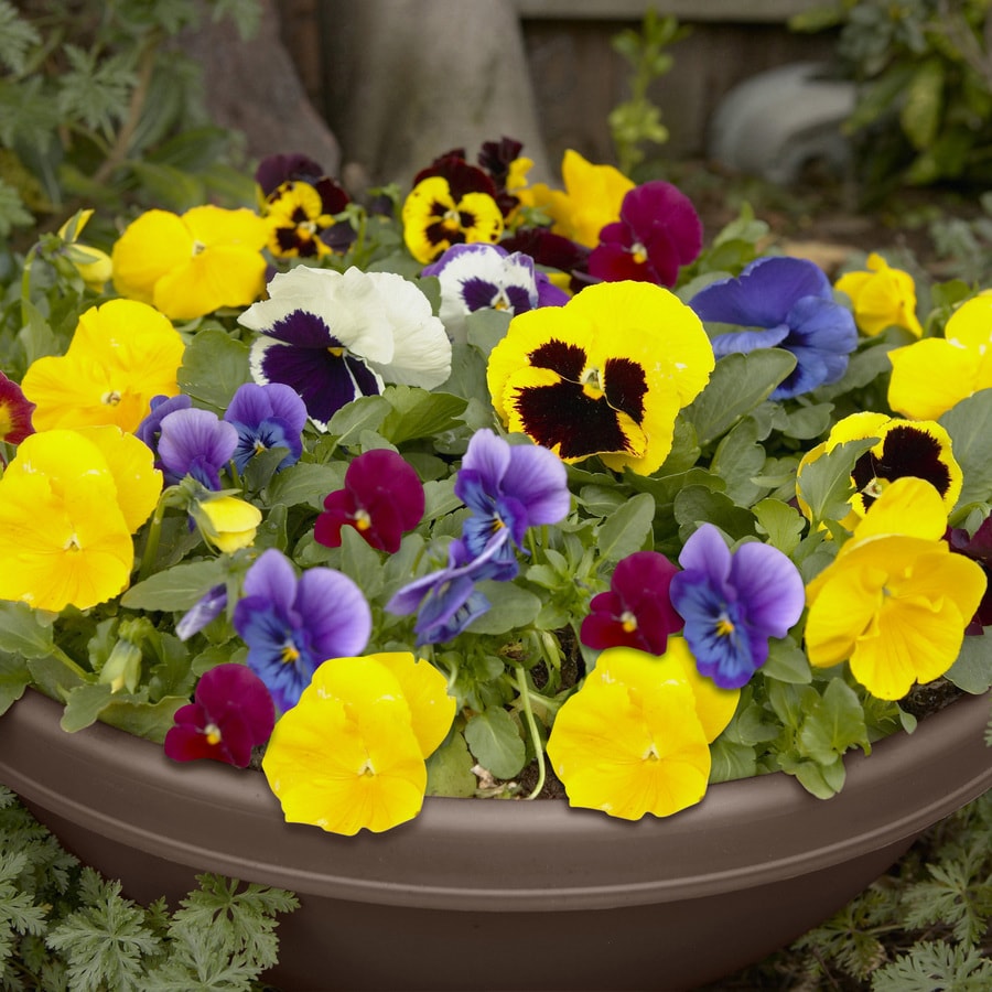 1-Gallon Multicolor Pansy in Planter (L5048) in the Annuals department ...