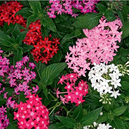 1.5-Gallon Multicolor Pentas in Pot (L3331) in the Annuals department ...