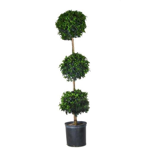 1 5 Gallon White Eugenia Topiary Feature Shrub In Pot