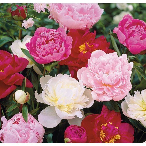 3-Gallon in Pot Peony (Lb16167) in the Perennials department at Lowes.com