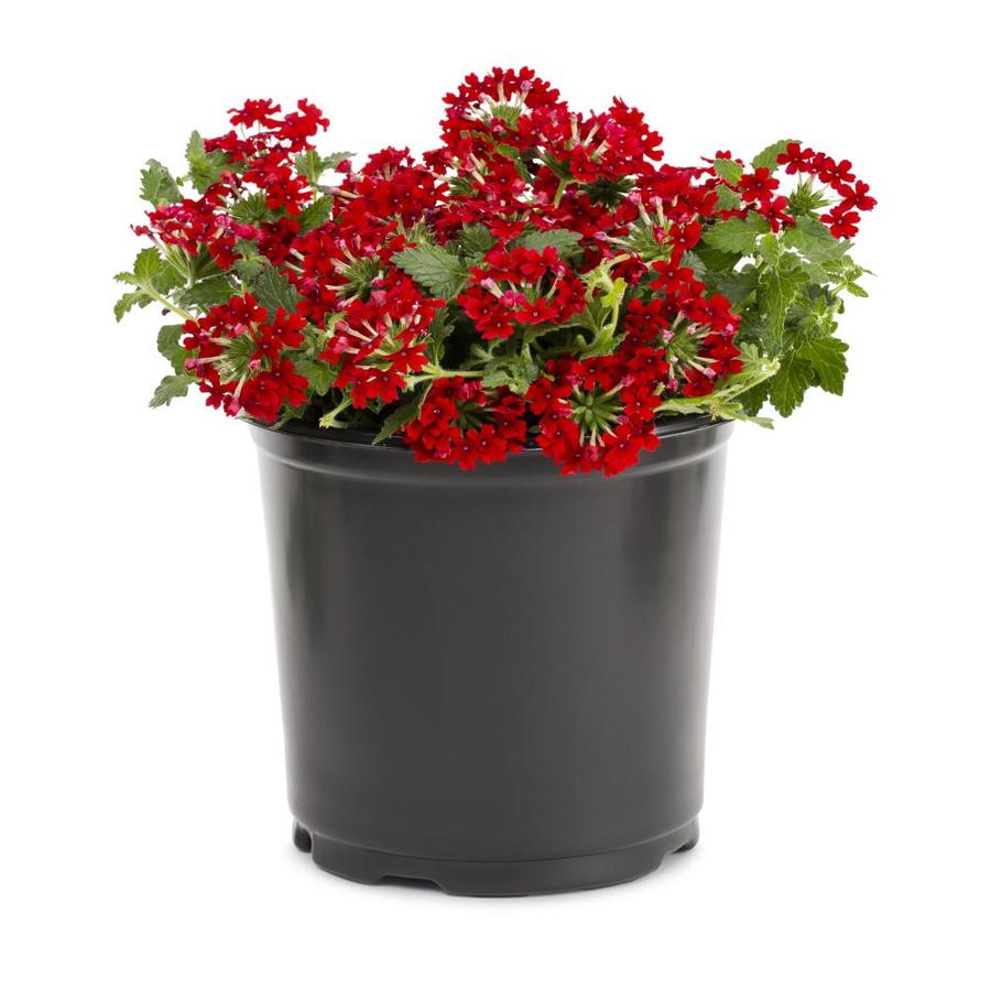 2.5Quart in Pot Verbena (L14428) in the Perennials department at