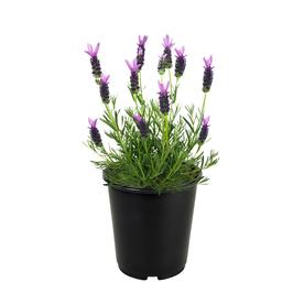 2.5-Quart in Pot English Lavender (L6071)