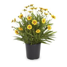 2.5-Quart in Pot Coreopsis (L9604)