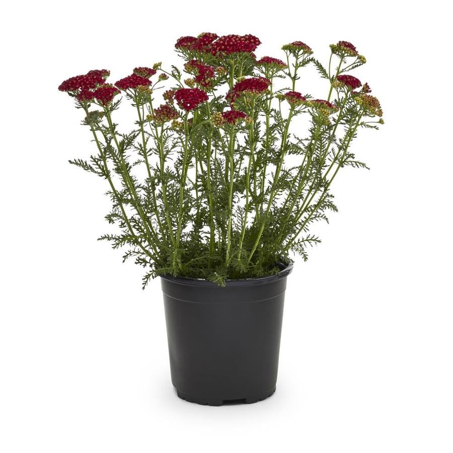 2.5Quart Potted Yarrow (L7030) at