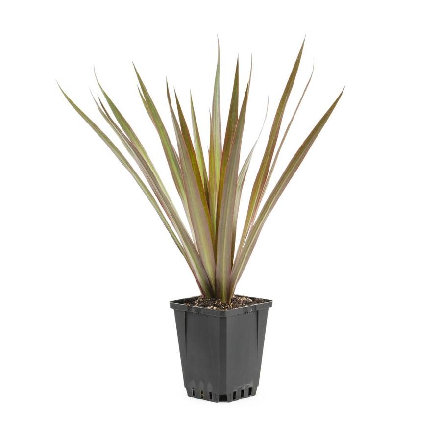 1Pint pike Dracaena in Pot (L17139) at