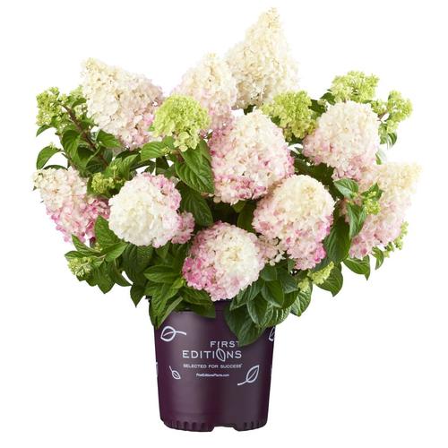 8-Gallon Pink Vanilla Strawberry Hydrangea Flowering Shrub in Pot (L84814)  Lowes.com