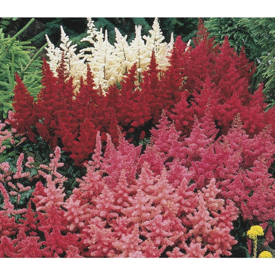 1-Gallon Astilbe (LB11788) at Lowes.com