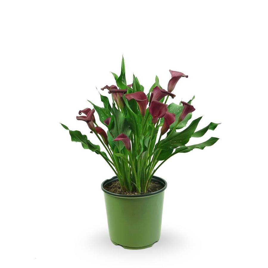 Care Of Calla Lilies In Pots Outdoors Uk - Calla Lily Care Indoors